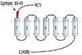 Anti-Somatostatin Receptor Type 2 (extracellular) Antibody