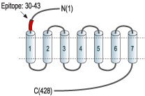 Anti-Somatostatin Receptor Type 2 (extracellular) Antibody