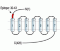 Somatostatin Receptor Type 2 (extracellular) Blocking Peptide
