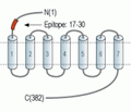 S1PR1/EDG1 (extracellular) Blocking Peptide