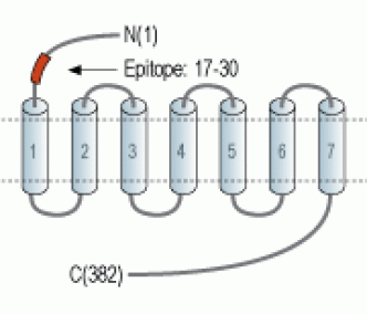 S1PR1/EDG1 (extracellular) Blocking Peptide