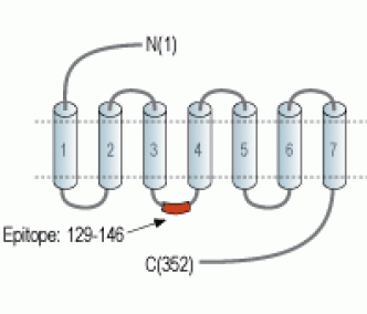 S1PR2/EDG5 Blocking Peptide