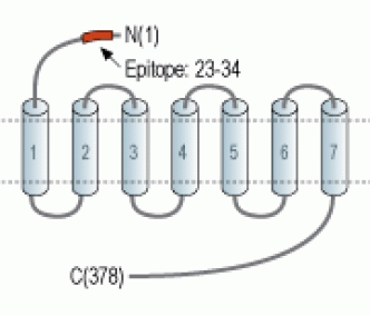 S1PR3/EDG3 (extracellular) Blocking Peptide