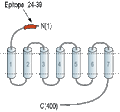 Anti-S1PR5/EDG8 (extracellular) Antibody