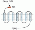 S1PR5/EDG8 (extracellular) Blocking Peptide