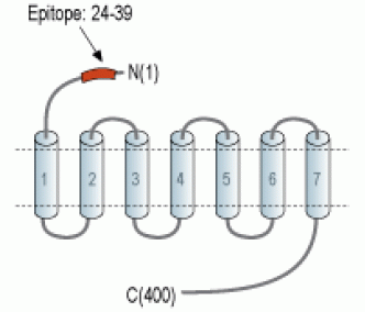 S1PR5/EDG8 (extracellular) Blocking Peptide