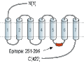 Anti-5HT1A Receptor (HTR1A) Antibody