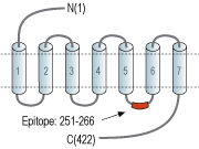 Anti-5HT1A Receptor (HTR1A) Antibody