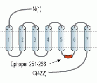 5HT1A Receptor/HTR1A Blocking Peptide