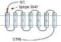 Anti-5HT1B Receptor (HTR1B) (extracellular) Antibody