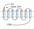 5HT1B Receptor/HTR1B (extracellular) Blocking Peptide