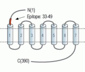 5HT1B Receptor/HTR1B (extracellular) Blocking Peptide