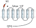 Anti-5HT1D Receptor (HTR1D) (extracellular) Antibody