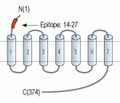 5HT1D Receptor/HTR1D (extracellular) Blocking Peptide
