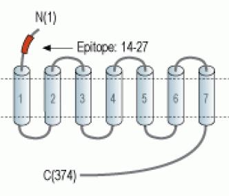 5HT1D Receptor/HTR1D (extracellular) Blocking Peptide