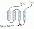 5HT3A Receptor/HTR3A Blocking Peptide