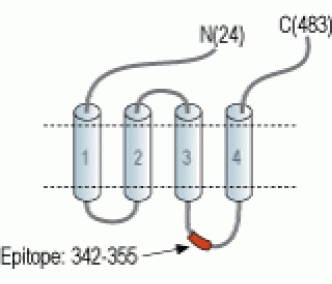 5HT3A Receptor/HTR3A Blocking Peptide