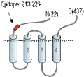 Anti-5HT3B Receptor (HTR3B) (extracellular) Antibody
