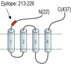 Anti-5HT3B Receptor (HTR3B) (extracellular) Antibody