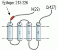 5HT3B Receptor/HTR3B (extracellular) Blocking Peptide