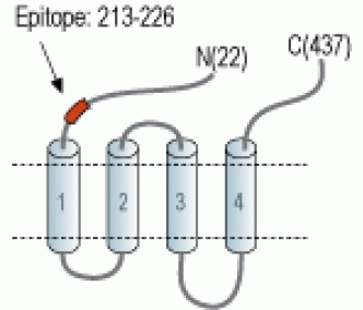 5HT3B Receptor/HTR3B (extracellular) Blocking Peptide
