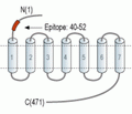 5HT2A Receptor/HTR2A (extracellular) Blocking Peptide