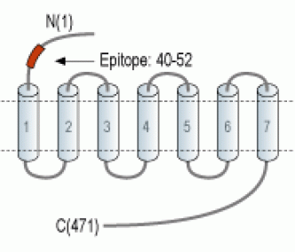 5HT2A Receptor/HTR2A (extracellular) Blocking Peptide