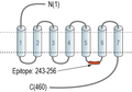 Anti-5HT2C Receptor (HTR2C) Antibody