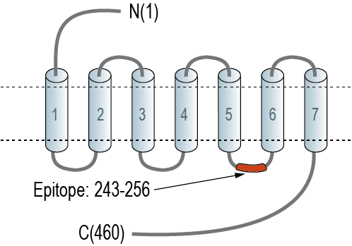 Anti-5HT2C Receptor (HTR2C) Antibody