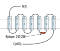 5HT2C Receptor (HTR2C) Blocking Peptide