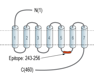 5HT2C Receptor (HTR2C) Blocking Peptide