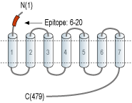 Anti-5HT2B Receptor (HTR2B) (extracellular) Antibody