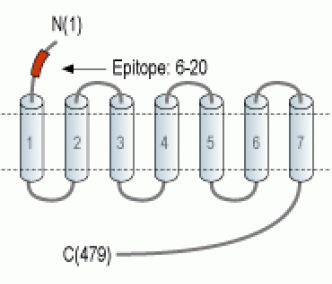5HT2B Receptor/HTR2B (extracellular) Blocking Peptide