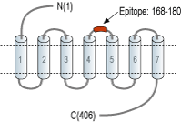Anti-5HT4 Receptor (HTR4) (extracellular) Antibody