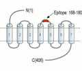 5HT4 Receptor/HTR4 (extracellular) Blocking Peptide