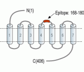 5HT4 Receptor/HTR4 (extracellular) Blocking Peptide