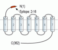 CXCR7/ACKR3 (extracellular) Blocking Peptide