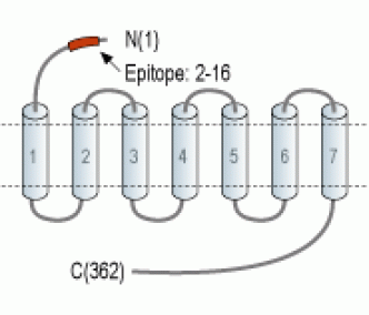 CXCR7/ACKR3 (extracellular) Blocking Peptide