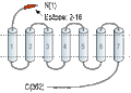 Anti-CXCR7 (ACKR3) (extracellular) Antibody