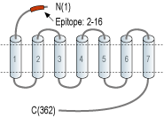 Anti-CXCR7 (ACKR3) (extracellular) Antibody