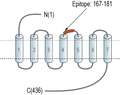 Anti-5HT6 Receptor (HTR6) (extracellular) Antibody