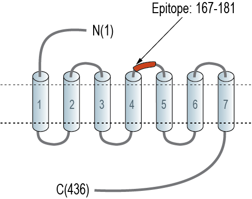 Anti-5HT6 Receptor (HTR6) (extracellular) Antibody
