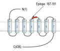 5HT6 Receptor (HTR6) (extracellular) Blocking Peptide