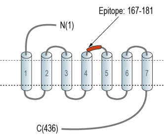 5HT6 Receptor (HTR6) (extracellular) Blocking Peptide