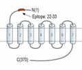 5HT5B Receptor/HTR5B (extracellular) Blocking Peptide