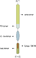 Anti-Semaphorin 3A (SEMA3A) Antibody
