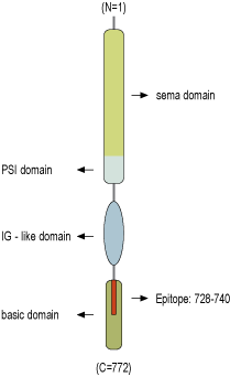 Anti-Semaphorin 3A (SEMA3A) Antibody