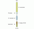 Semaphorin 3A/SEMA3A Blocking Peptide