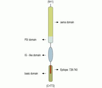 Semaphorin 3A/SEMA3A Blocking Peptide