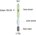 Anti-Semaphorin-3F Antibody